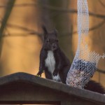 Gassibilder_IMG_7184-2